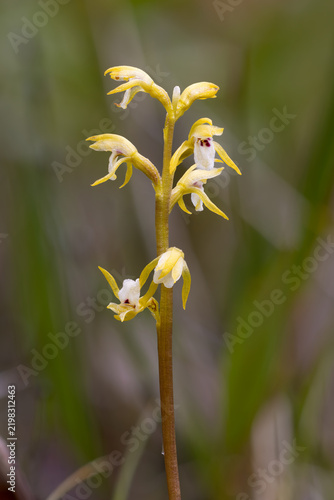 Small achlorotic yellow coralroot flowering