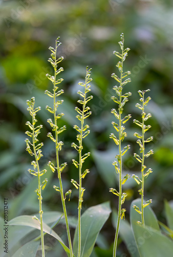 Group of Common twayblade flowering