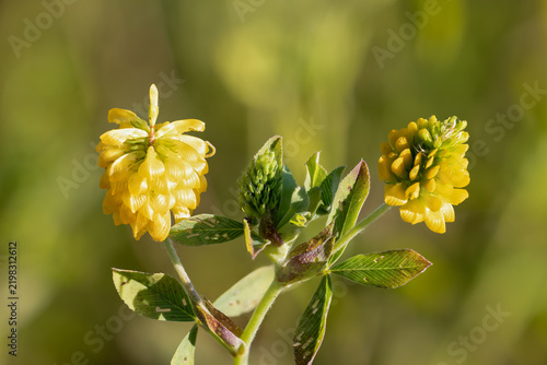 Golden clover flowering with yellow inflorescence 