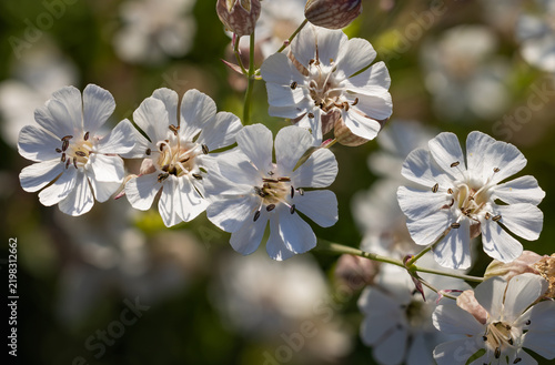 Sea campion floweering in summer with white flowers 