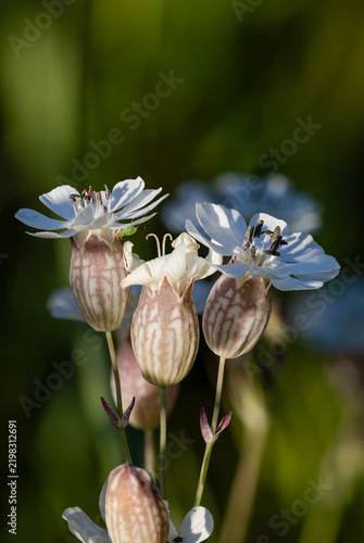 White Sea campions flowering in summer