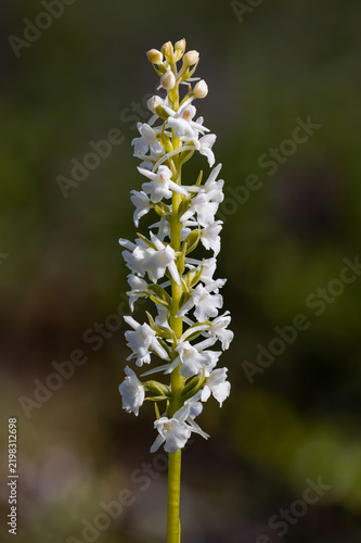 Fragrant orchid inflorescence with white flowers