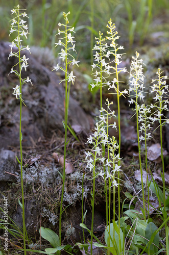 Group of Lesser butterfly-orchid flowering