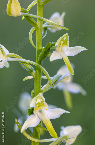 Greater butterfly-orchid flowering in morning light