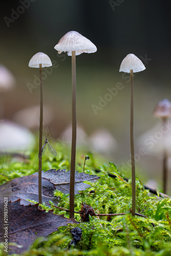 Three small bonnet mushrooms on moss