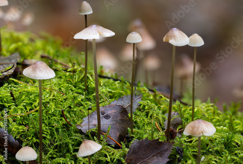 Group of small bonnet mushrooms growing among mosses