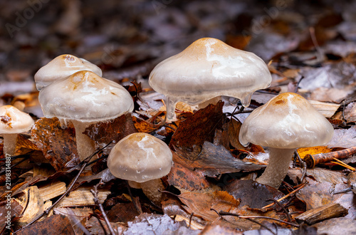 Group of Slimy scalycapfungi growing on fallen leaves in autumn