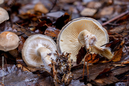 Slimy scalycap from under side showing the lamella