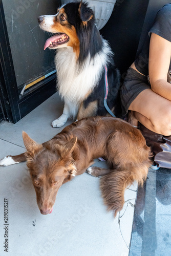 Foto Two shepherd dogs resting in the shade beside their owner on a city pavement, on