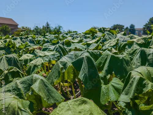 Drooping leaves of garden plants in a field under the heat of midday sun