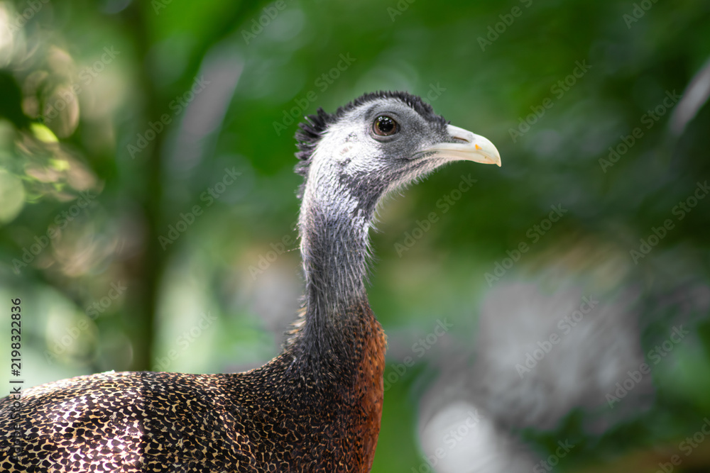 Obraz premium Great argus pheasant head and neck close up portrait with blue grey bare head and blurred green background in Taipei, Taiwan
