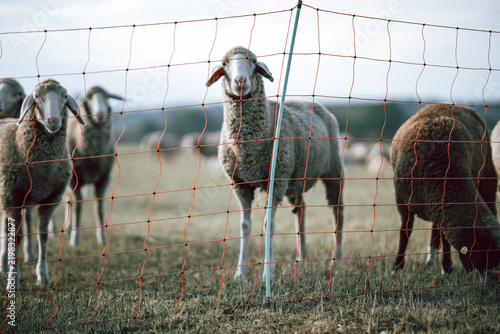Sheep grazing behind a wire fence in a Bavarian pasture, Germany, traditional livestock farming, regenerative grazing, rural landscape, animal welfare and sustainable countryside lifestyle