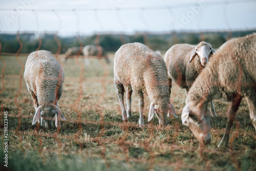 Sheep grazing behind a wire fence in a Bavarian pasture, Germany, traditional livestock farming, regenerative grazing, rural landscape, animal welfare and sustainable countryside lifestyle