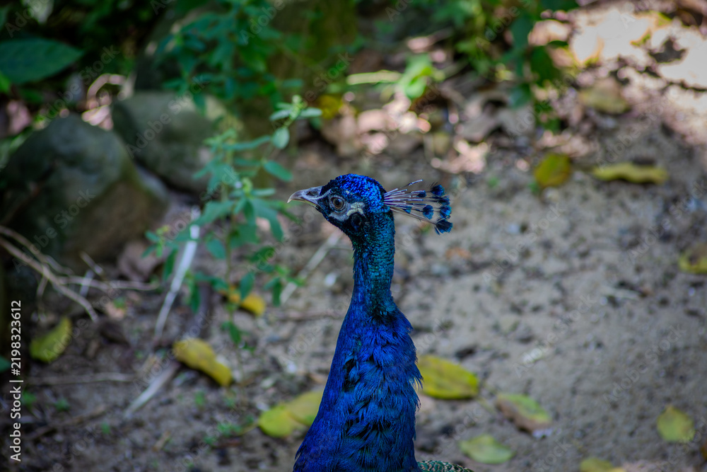 Obraz premium Male Indian peacock with iridescent blue neck walking on sandy ground in Taipei, Taiwan