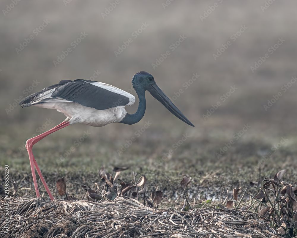 Fototapeta premium A Black necked Stork