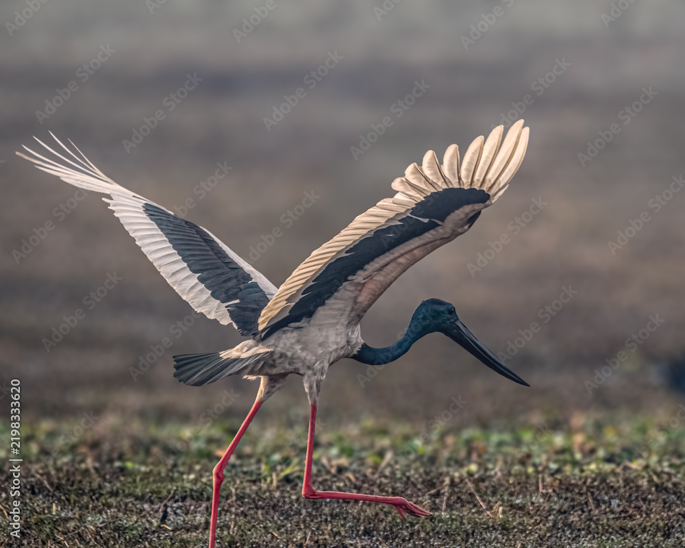 Fototapeta premium A Black necked Stork