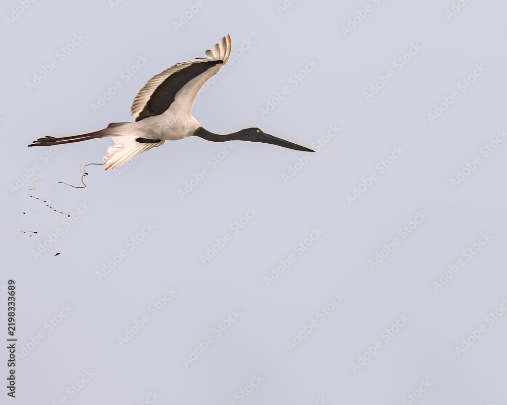 Fototapeta premium A Black necked Stork