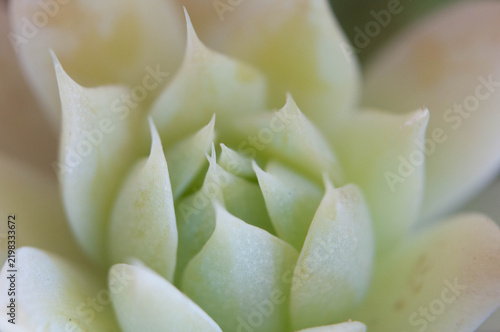 Close up of succulent plant with white petals and green leaves