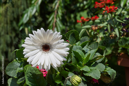 Flower(white)