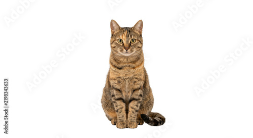 Tabby cat sitting looking forward