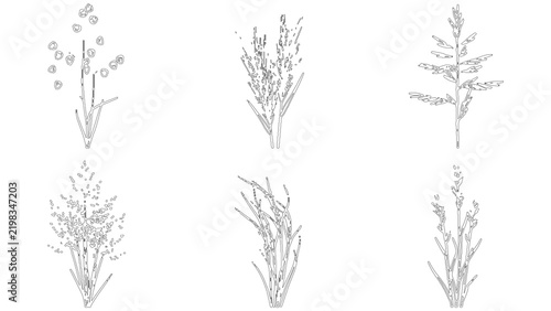 Set of handdrawn vector illustrations of various wild meadow grasses and cereal plants, botanical sketches isolated on transparent background