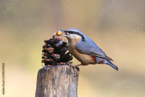 Konstfotografi Eurasian Nuthatch (Sitta europaea) perched atop a fluffy cattail reed head