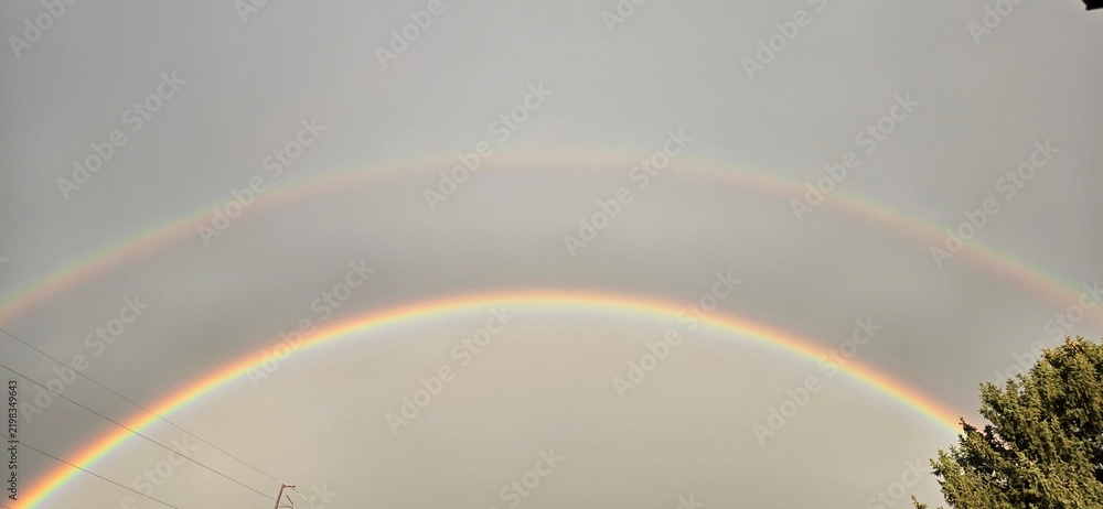 Obraz premium rainbow in the rain arched over a Siluated tree after a Colorado morning storm