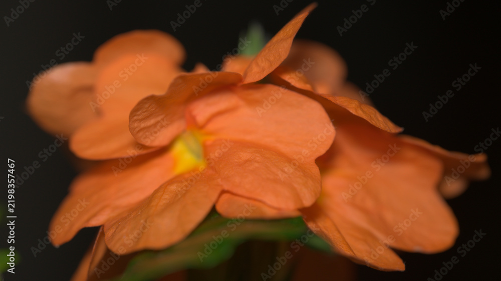 Fototapeta premium Close-up macro view of orange Crossandra flowers with delicate petal texture and shallow depth of field against a dark background.