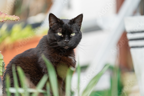 Obraz na płótnie Ernstschauende Katze