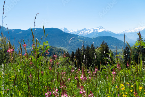 Wildflower meadow with alpine mountains in background