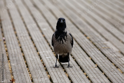 A solitary hooded crow stands on a weathered wooden boardwalk, looking directly forward