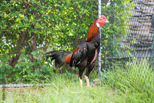 Selective focus a Thai cock walking on green grass