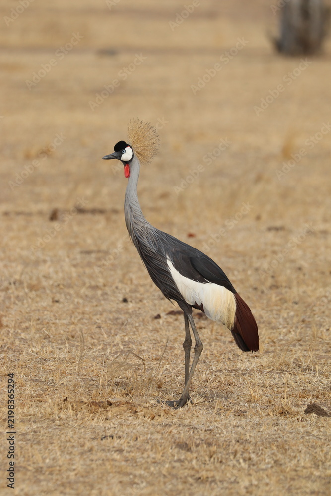 Fototapeta premium Grey crowned crane - South Luwangwa, Zambia