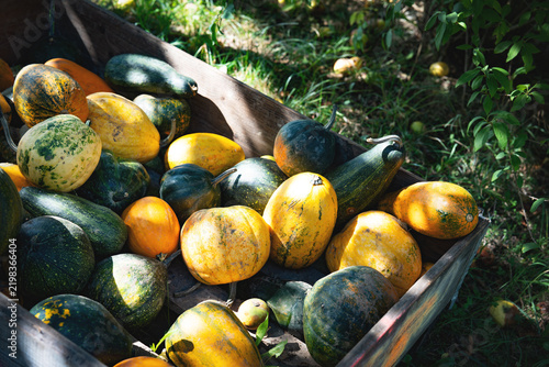 Various pumpkin varieties for sale in a wooden crate. Freshly harvested autumn vegetables. Background for seasonal nutrition.