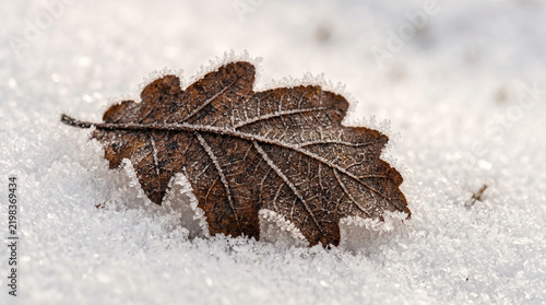 leaf on snow