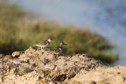 Konstfotografi Common Sandpiper Pair Perched on Mud Near Lake – Wetland Birds in Natural Habitat