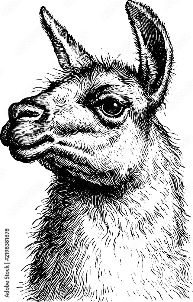 Fototapeta premium Antique engraving side profile head of a llama isolated on white background for vintage label illustration and background design