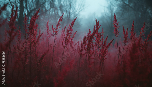 Surreal red straw grass misty trees background