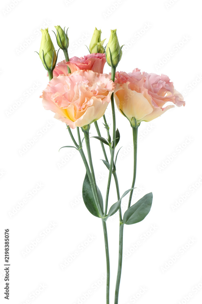 Obraz premium Beautiful colorful eustoma flowers isolated on white