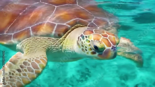 Gentle Green Sea Turtle Gliding Gracefully Through Turquoise Ocean Waters
