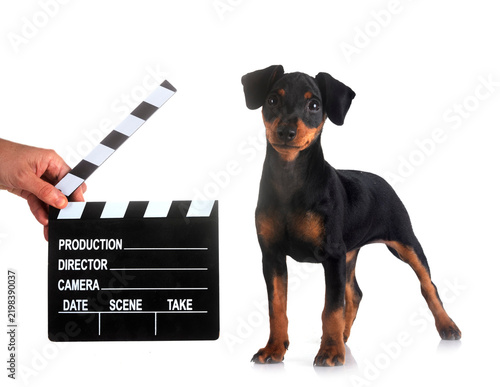 Obraz na płótnie miniature pinscher in studio