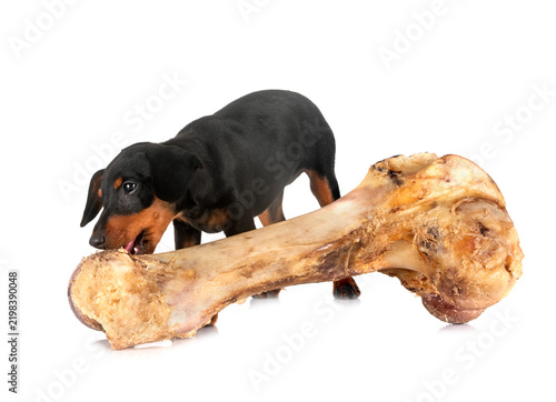 miniature pinscher in studio