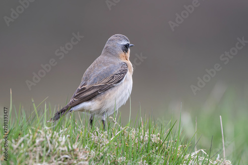 Quadro su tela Wheatear