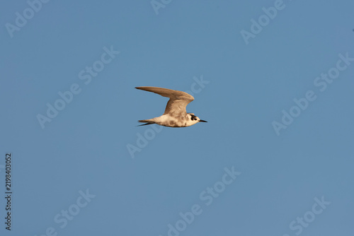 Foto Black Tern, Chlidonias niger