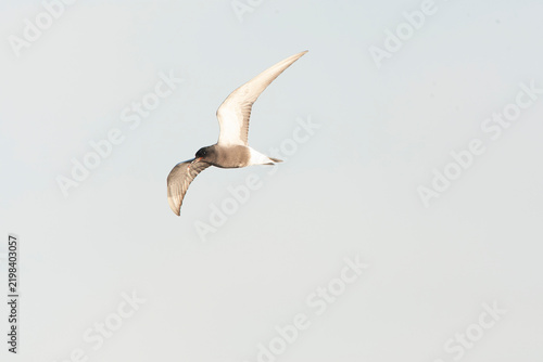 Fotografie Black Tern, Chlidonias niger