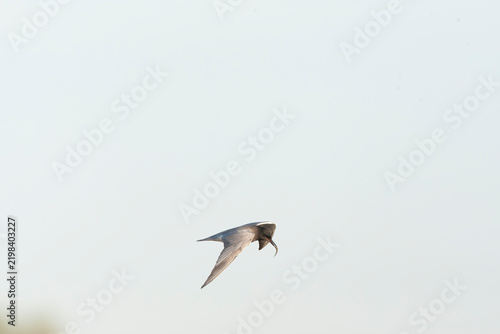 Fotografía Black Tern, Chlidonias niger