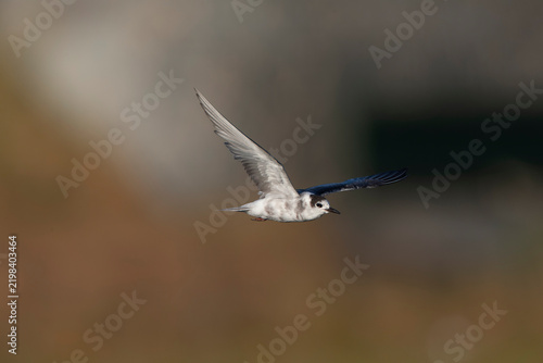 Quadro su tela Black Tern, Chlidonias niger