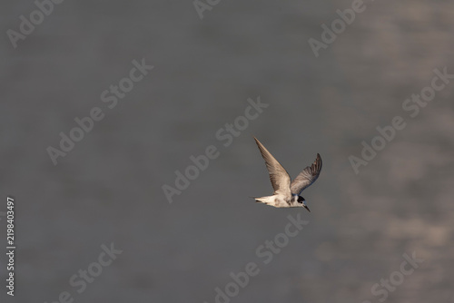 Foto Black Tern, Chlidonias niger