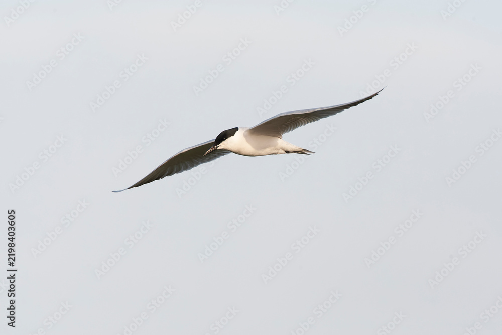 Fototapeta premium Gull-billed Tern, Gelochelidon nilotica