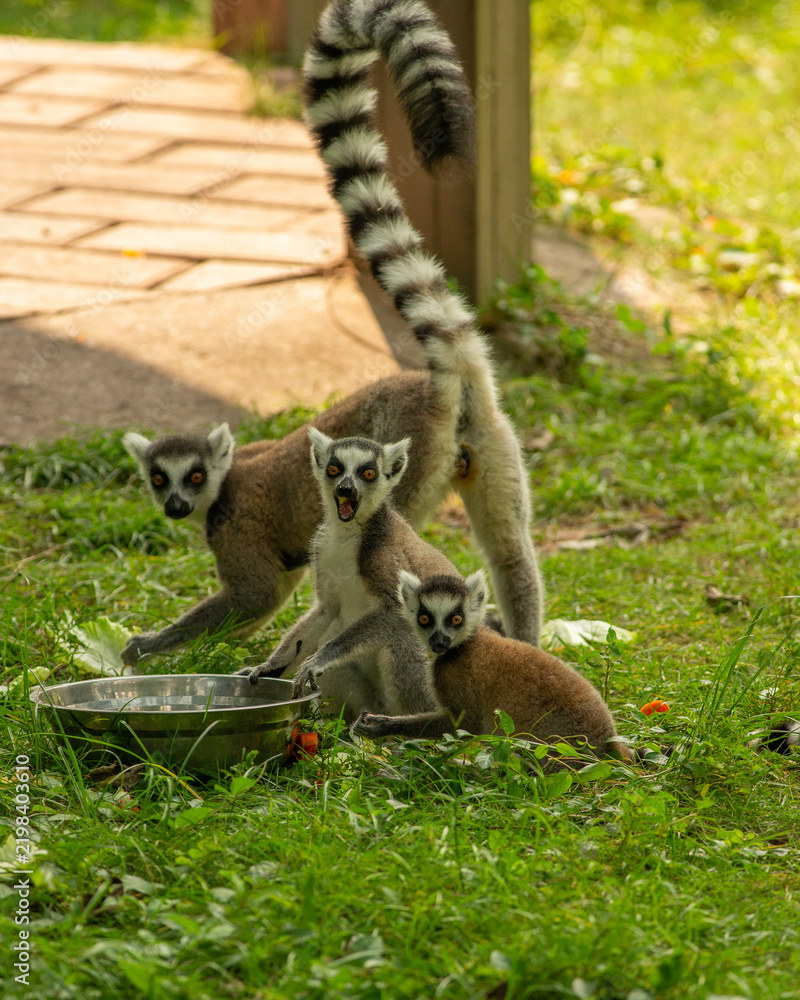 Fototapeta premium ring tailed lemur sitting on the ground